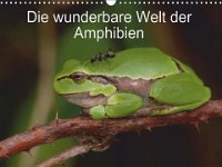 Die wunderbare Welt der Amphibien